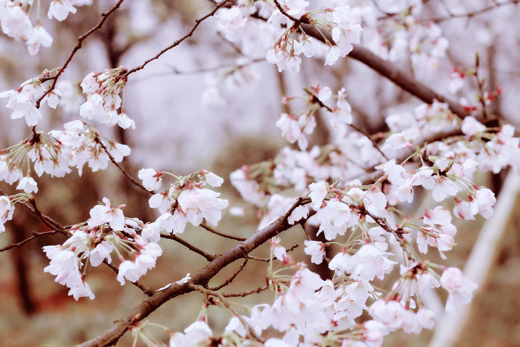 里番动漫2026年2月合集