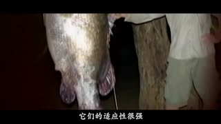 福瑞片 就有商品名叫做“福瑞片”