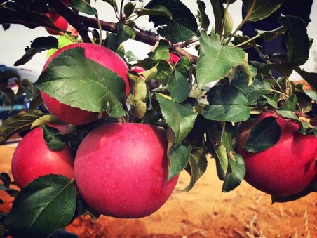 免费人成视频69