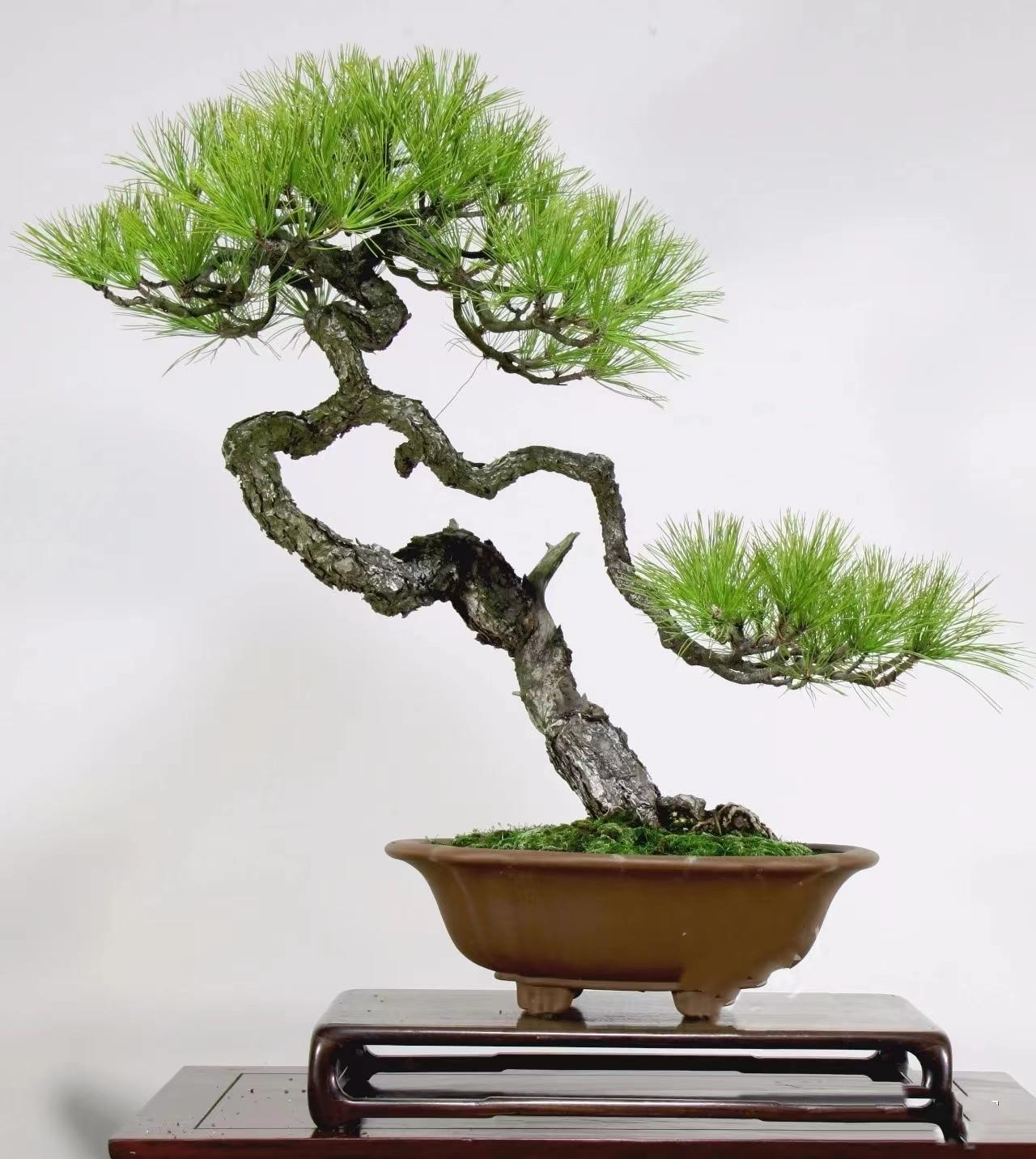 啄木鸟电影 制服等是啄木其经典元素