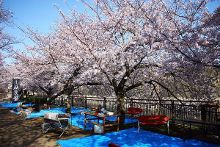 村址挑战 获取木材:必须离开基地