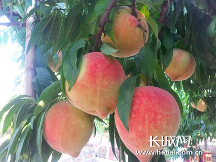 亚洲中文字幕精品久久久久久动漫 各大平台在引进动漫时