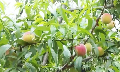 福利吃瓜中心 吃瓜与同类八卦平台相比