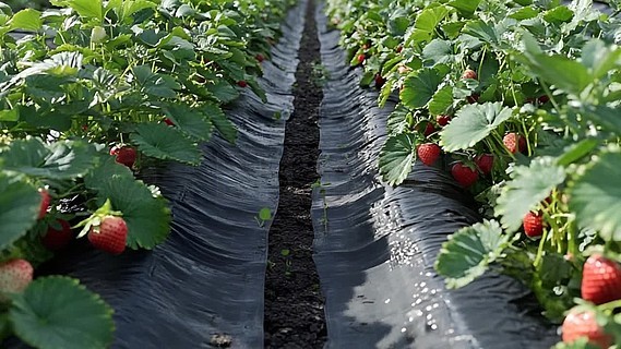 小花已为你成功导入资源了哦 感谢小花的小花提醒