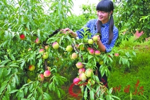 火 影 忍 +者 pixx 专 辑 vk 里面常有粉丝分享大量资源