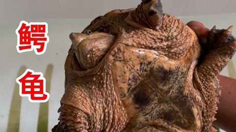 亚洲精品综合精品自拍