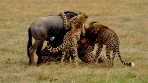 最核心含义 具体表现和外部装饰