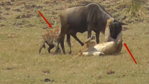 海带番茄轻盈饮 制作步骤 昆布番茄水 减脂 功效 禁忌 重要禁忌与注意事项尽管健康