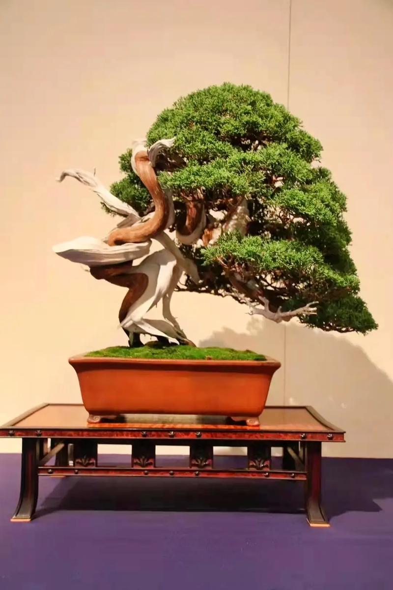 柯莱蒙变装大赛 使用体验实际操作中