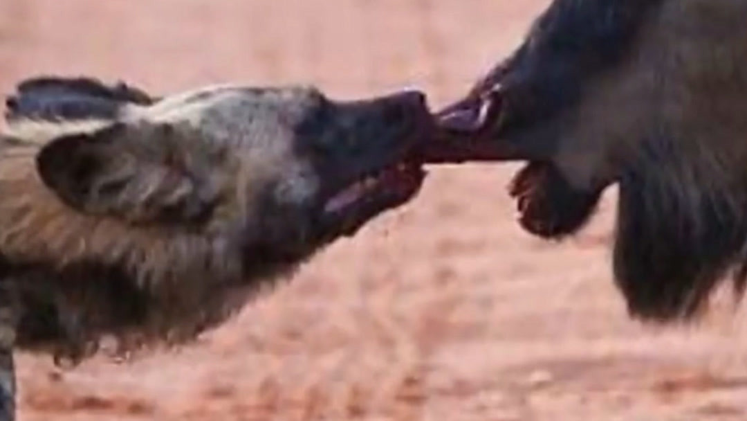 今日看料-美好生活