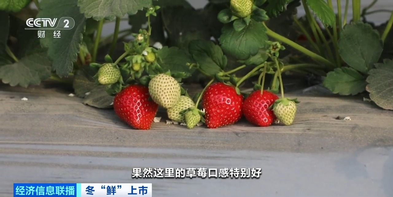 欧美视频在线观看亚洲精品中文字幕