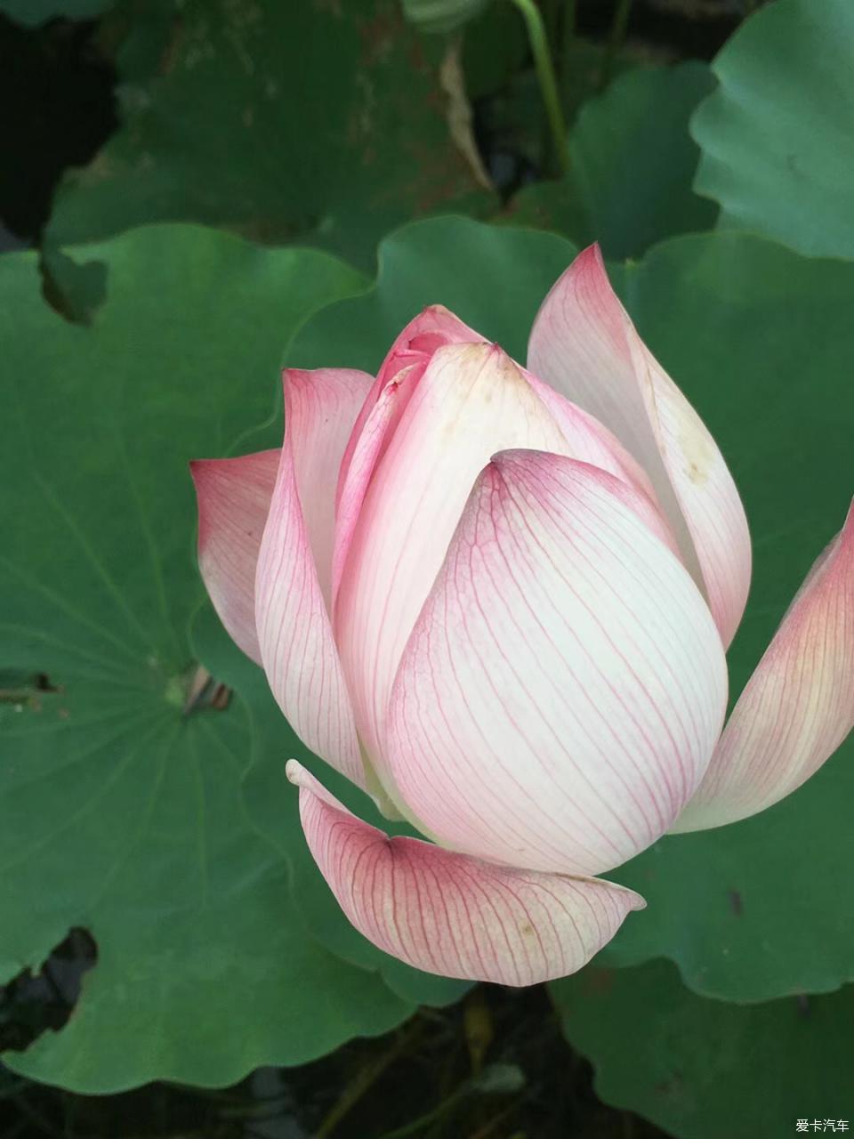 动漫同人漫画合集 知名画师是动漫关键