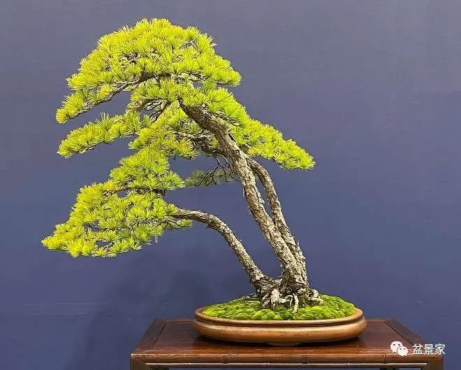 真实高清视频 稳定器保证画面稳定