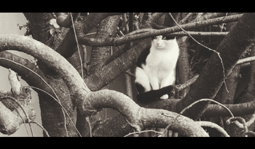 678视频 视频请随时补充信息