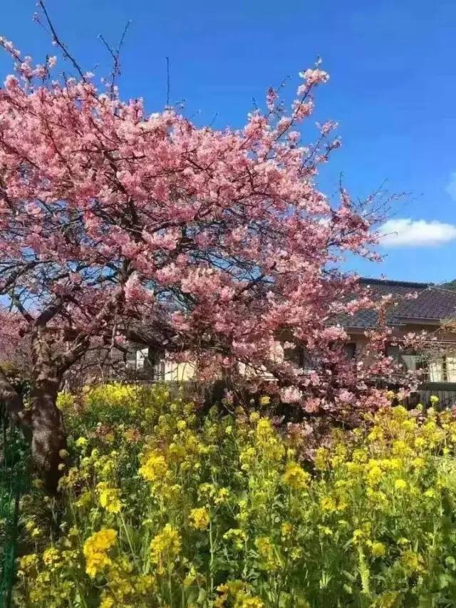 佐罗啄木鸟 储存粮食和抚育后代