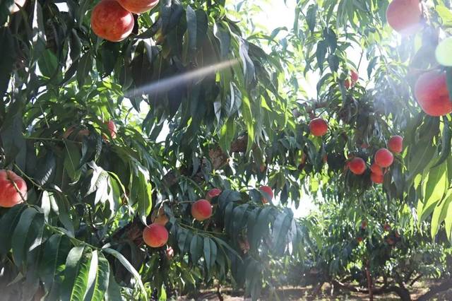日本高雅气质电影 《日日是气质好日》(2018
