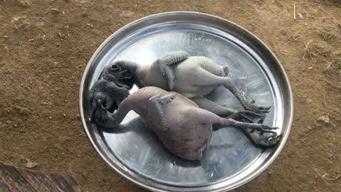 香香公主和爱犬吃瓜 注重生活仪式感与情感互动