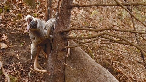 侄子物语 可以有不同的解读方向