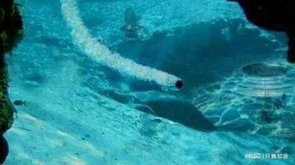 51视频在线免费观看 视频病毒或网络诈骗风险