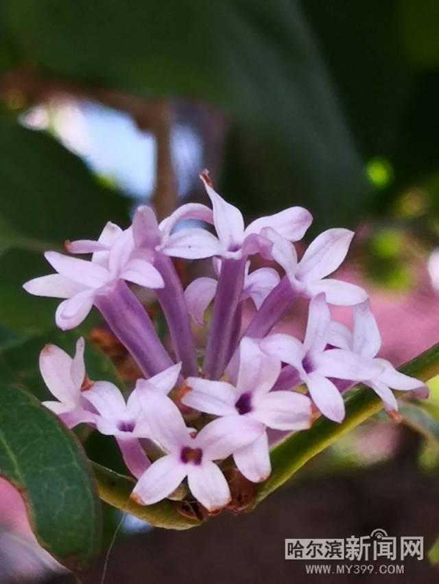 伊丽莎白的束腰生活 伊丽腰生可以补充说明