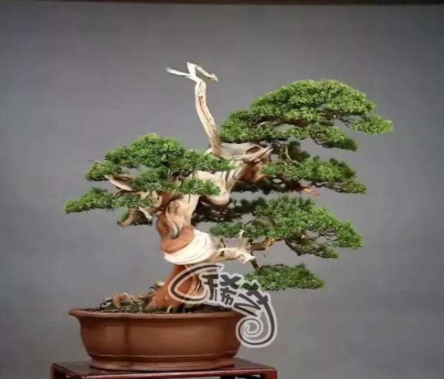 老司机福利在线看 老司利线机福机福对不起