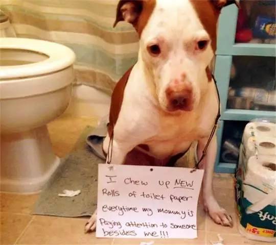 每日吃瓜大全 每日文章多以短平快风格呈现