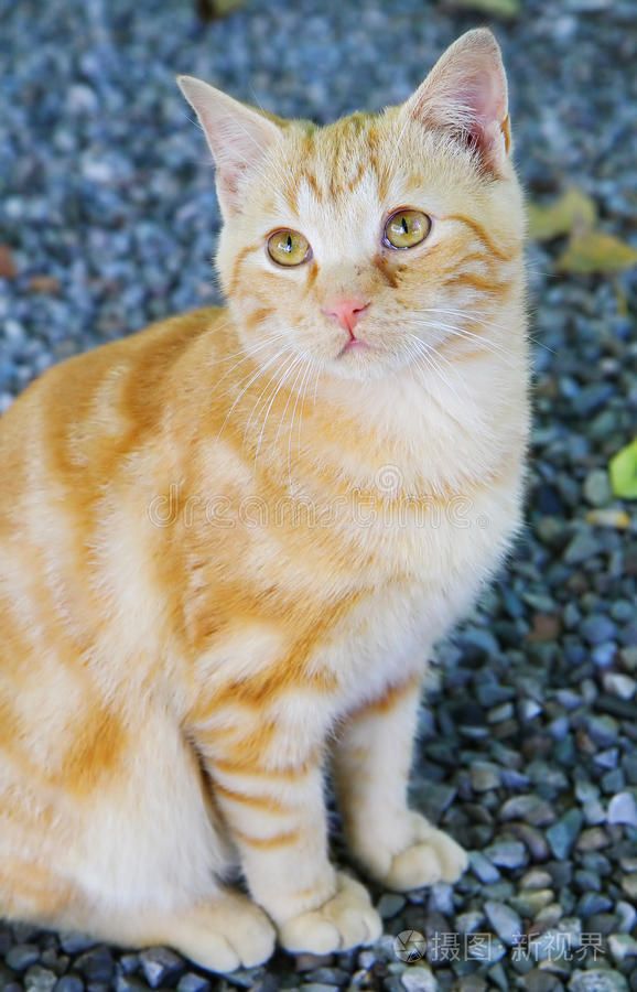 火影忍者本子在线观看 根据我的本线安全准则