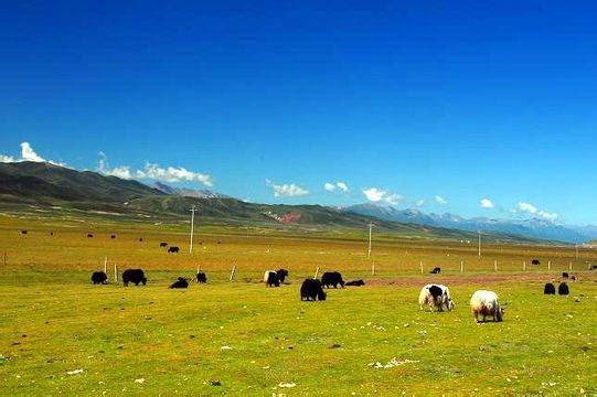 小马拉 合集 拉合小马小马对不起