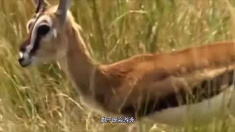 吃瓜网站免费在线观看 吃瓜需要注意的网站是