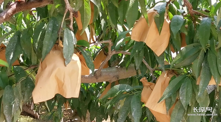 精品国产一区二区三区AV麻 国产国产这些成功案例证明