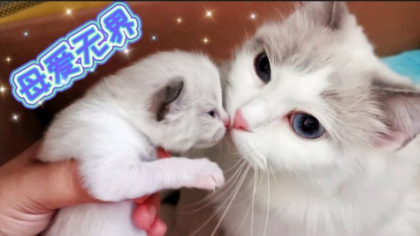 里番网站有哪些 对于您提到的网站内容