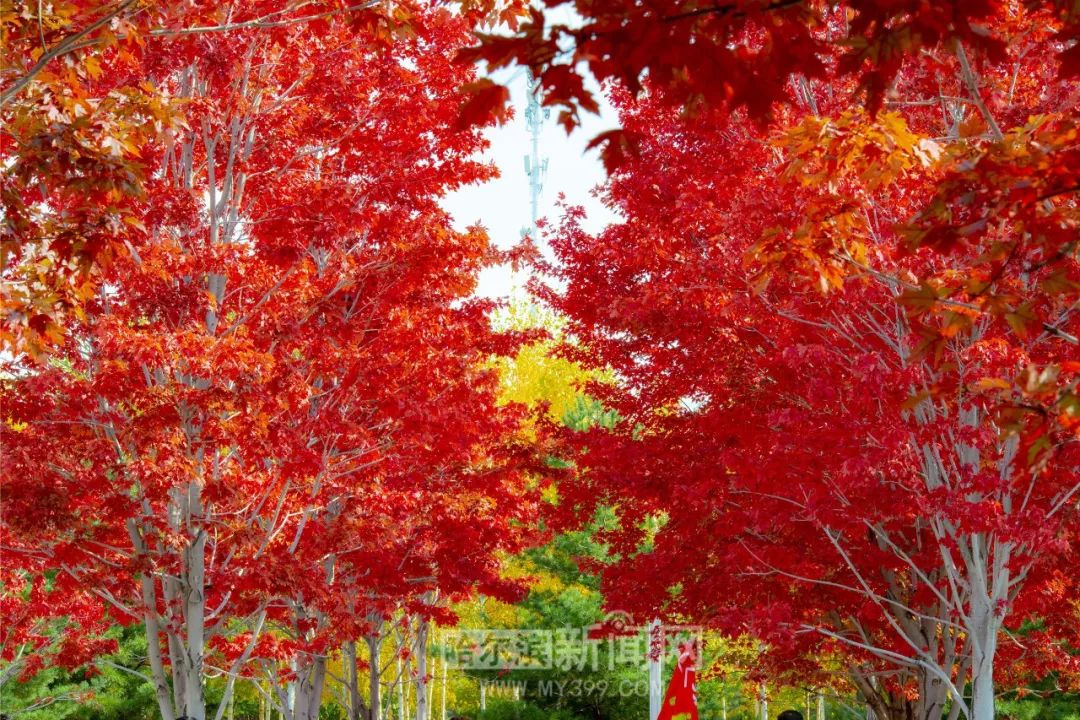 曰批视频在线观看