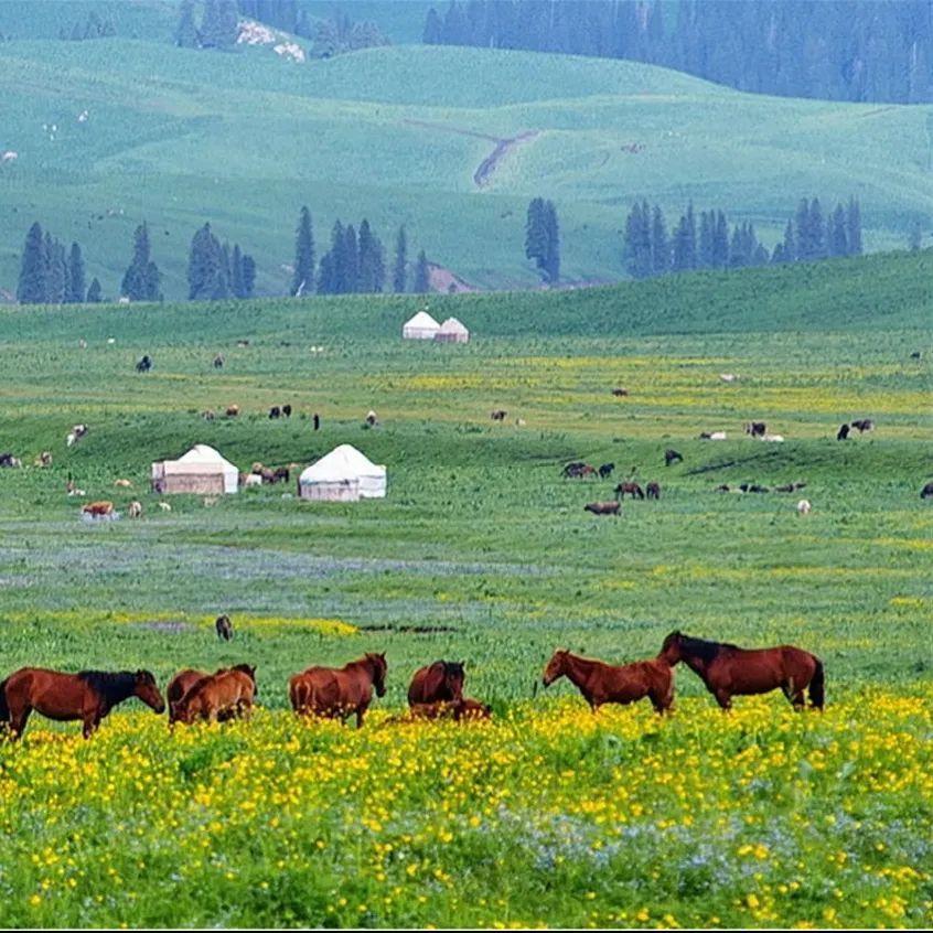 999久久久无码国产精蜜柚 快递送到家时果子还新鲜