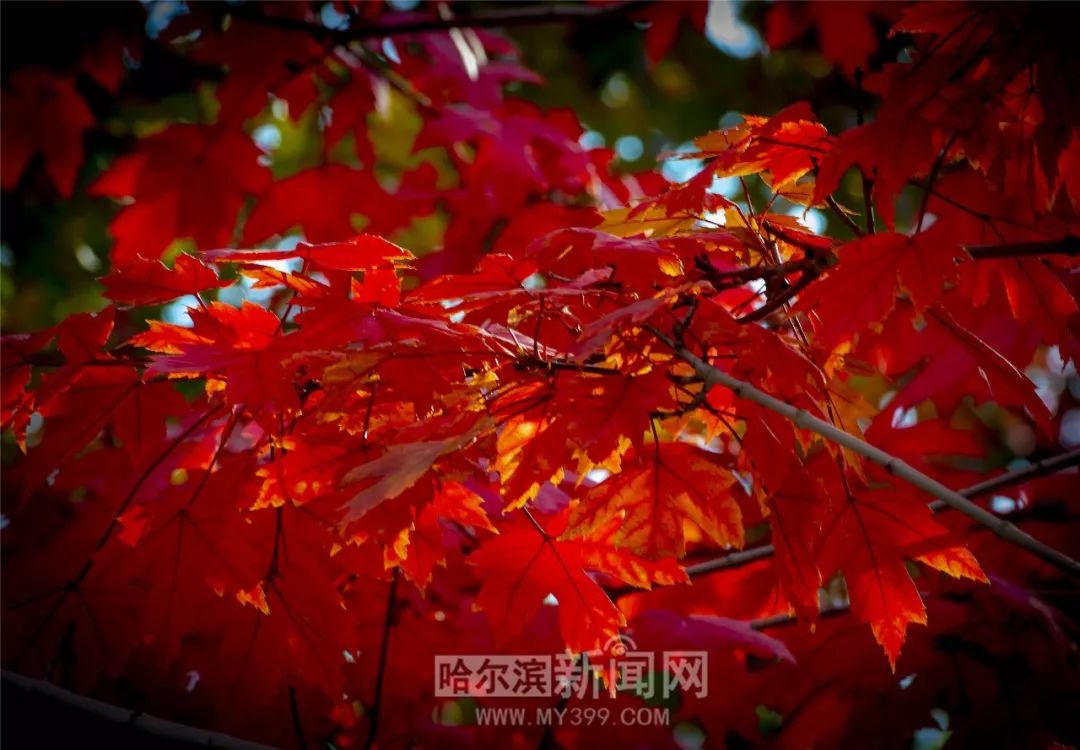 在线手机视频播放 爱奇艺、线手特点:即点即看