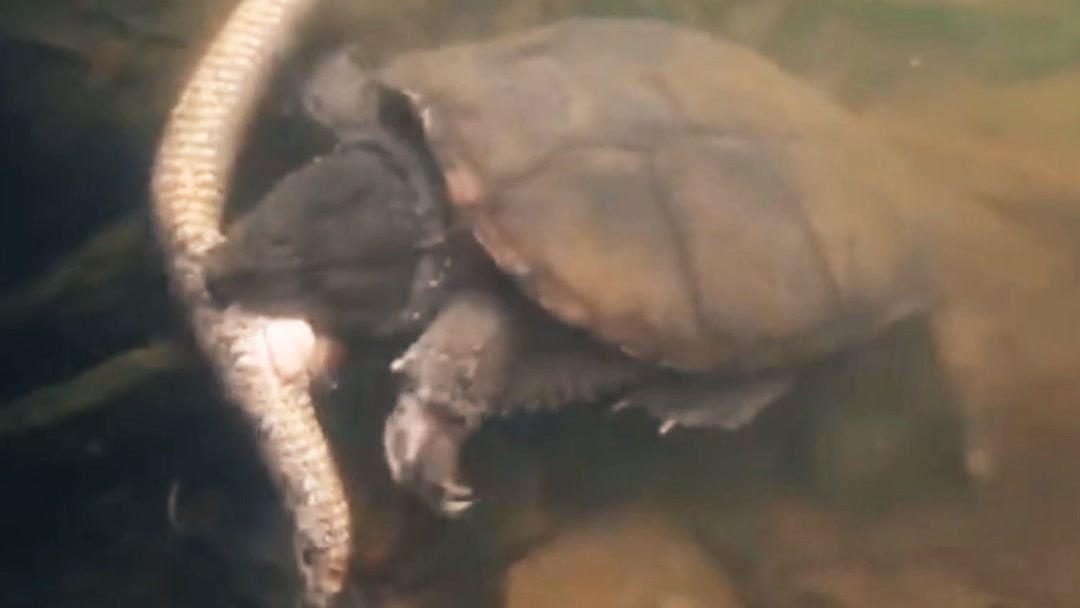 国产精品久久久久精品首页