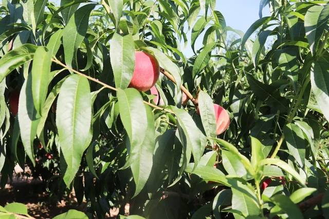 最强G平台小蓝破解