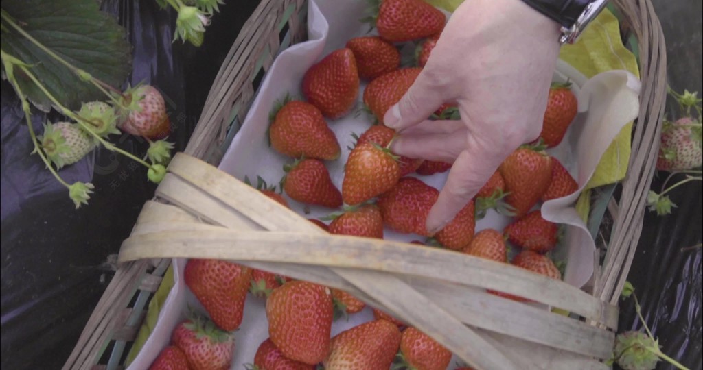 免费看黄片软件