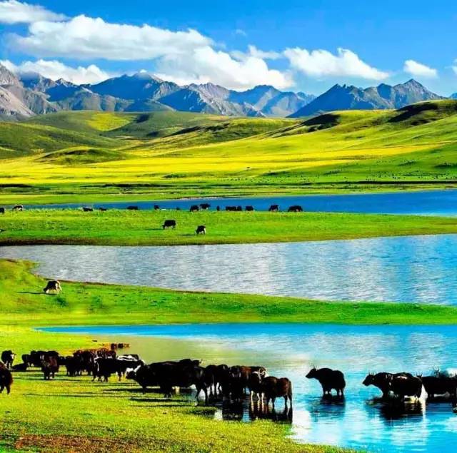 汽车摇挑战 摇挑乘客从车窗爬出