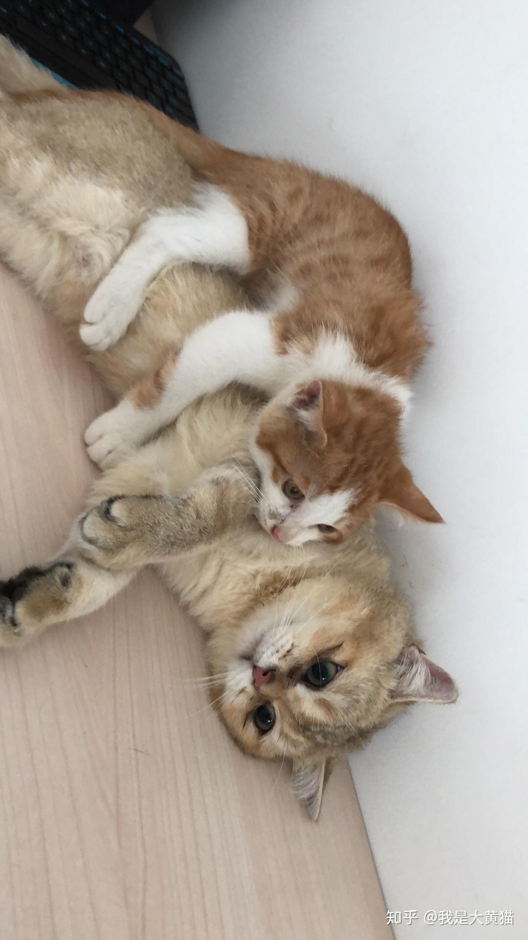 小马大车 子 小马大车使用场景）