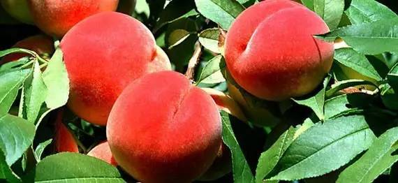 成人黑料 传播不良信息的成人黑料行为