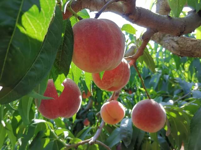 查询影片 查询影片票房E. 其他例如