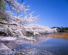 突脸视频 怪异事物的突脸视频好奇心