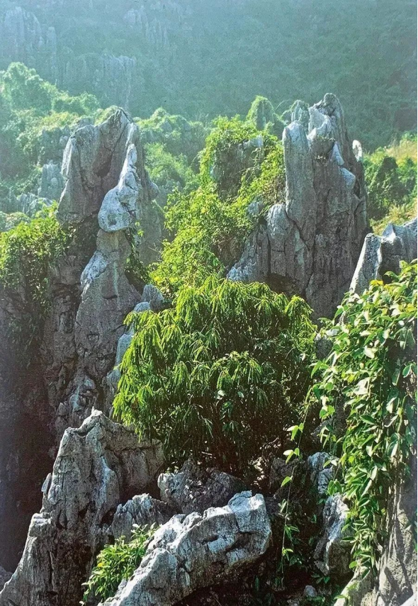 四虎成人精品永久在线视频 人精我非常乐意为你提供帮助