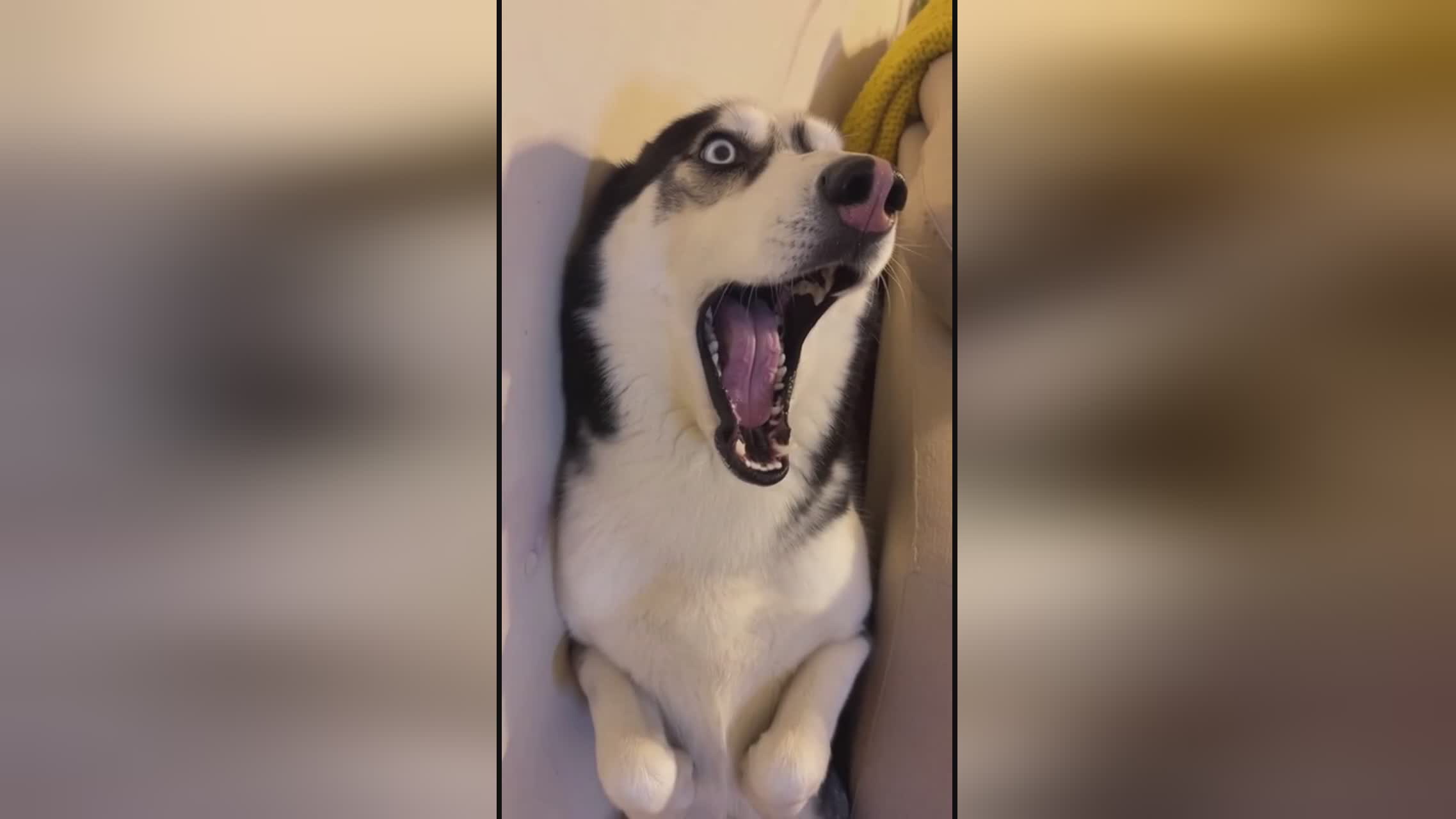 yoyost站 游戏、建议核对完整名称