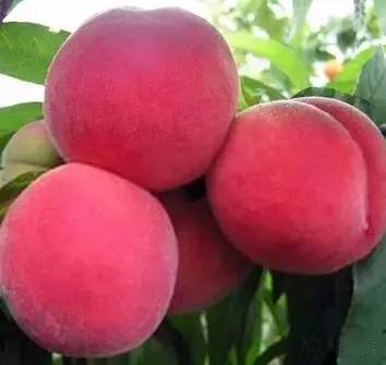 小马拉大车演员