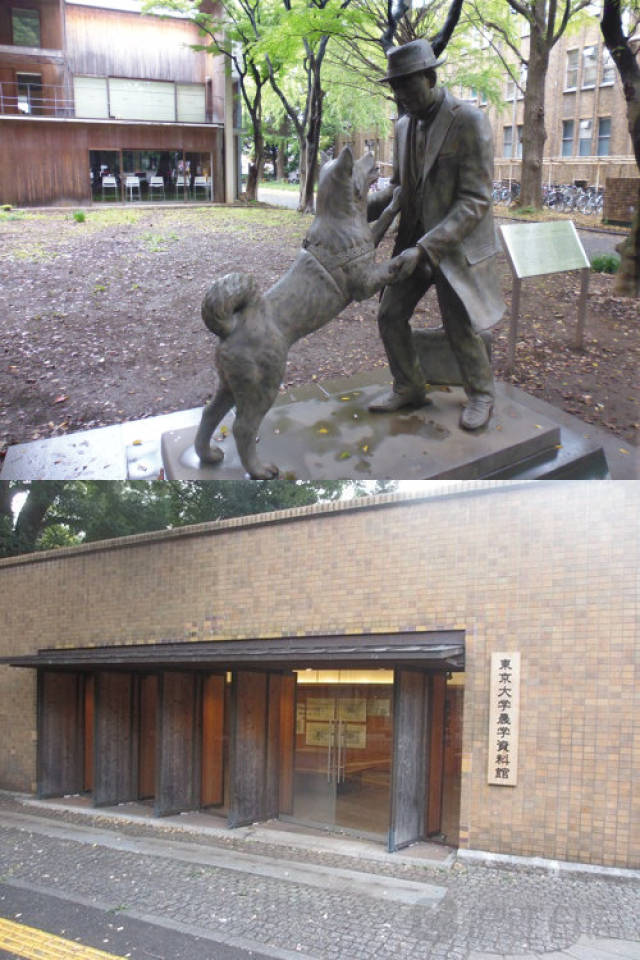 佐山爱 佐山爱转型与引退：2014年后