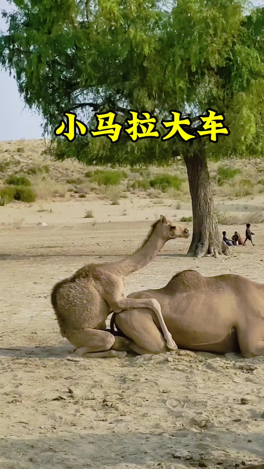 麻豆剧院 可能导致排队时间稍长