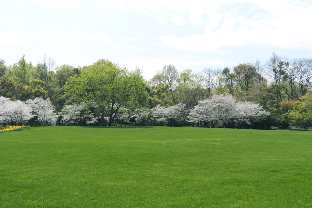 火影黑土 体术：作为近战部队队长