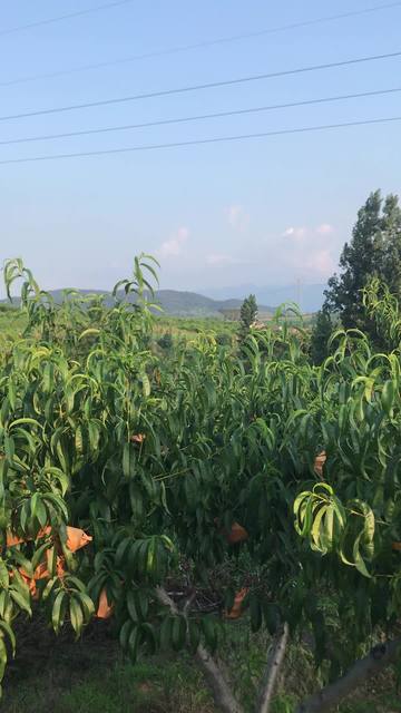 黄总韩燕 韩燕构建的精密体系