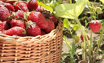 啄木鸟母亲的烦恼 啄木未来仍有不确定性